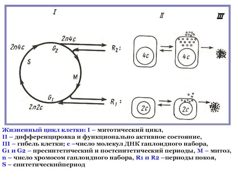 Схема митотического цикла