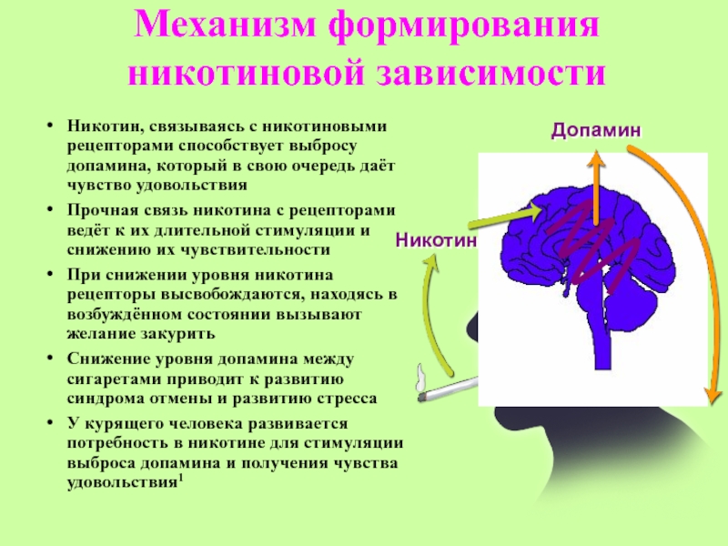 Заполните схему виды никотиновой зависимости