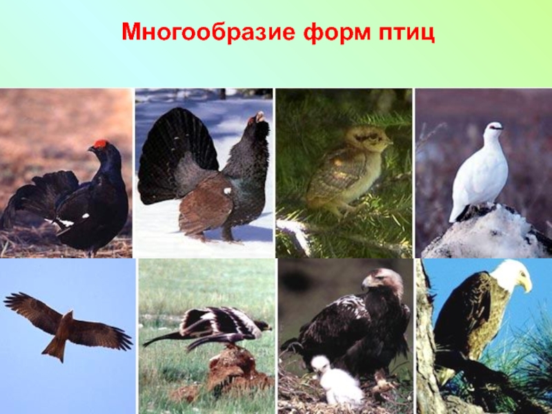 Разнообразие форм птиц. Форма птицы. Многообразие видов. Многообразие форм.