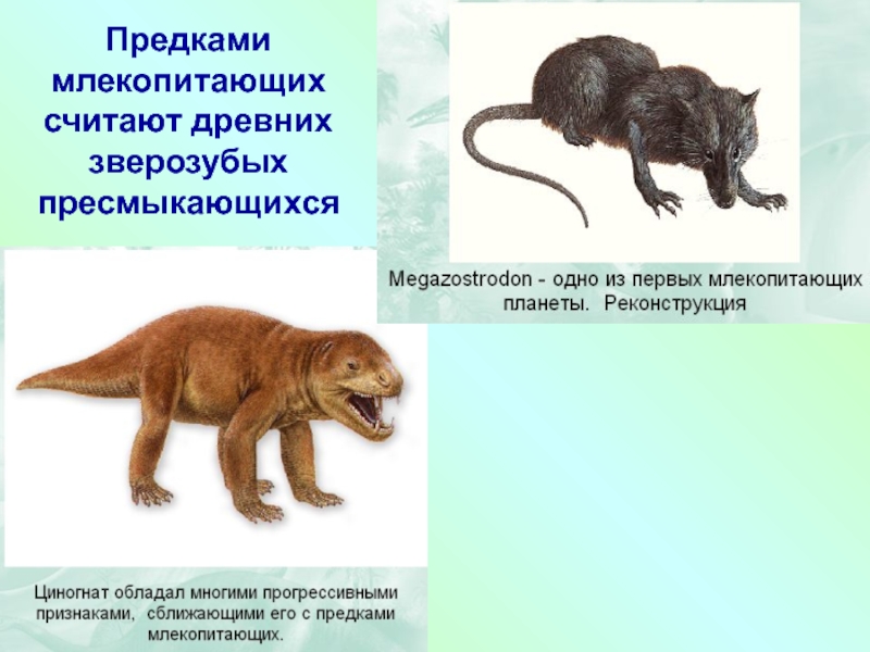 Млекопитающие произошли от пресмыкающихся. Предки млекопитающих. Древний предок млекопитающих. Предки млекопитающих зверозубые ящеры. Общий предок млекопитающих.