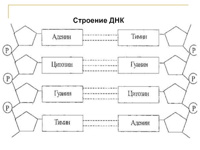 Схема строения днк