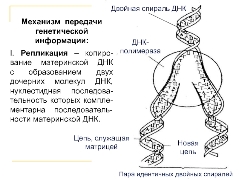 Кто считается открывателем принцип передачи генетической информации изображенного на рисунке