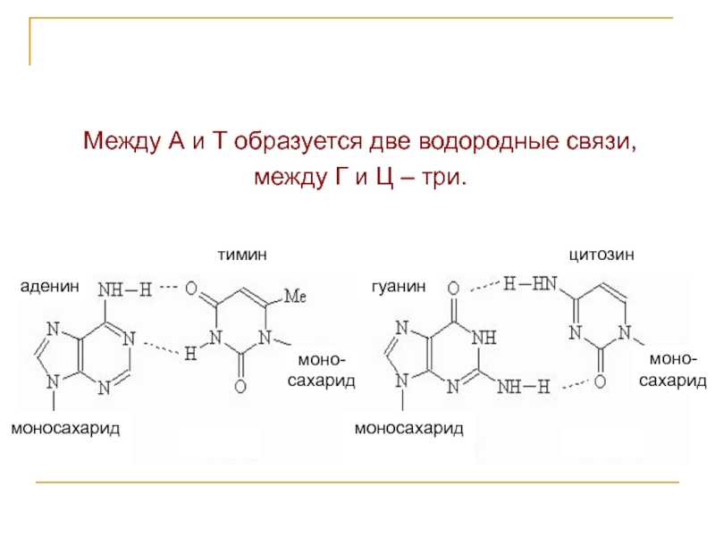 Водородный связи между аденином и тимином. Гуанин цитозин Тимин аденин связи. Аденин и гуанин водородные связи. Аденин и Тимин 2 связи. Аденин гуанин цитозин водородные связи.
