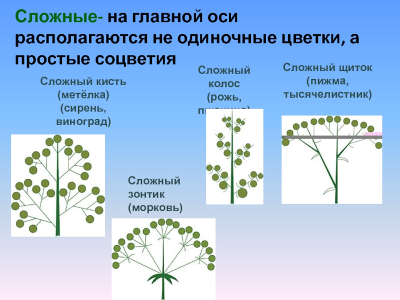 Характеристика соцветия сложный колос. Соцветия метелка зонтик Колос. Метелка, щиток, сложный Колос, сложный зонтик. Сложные соцветия. Сложный зонтик сложный Колос.