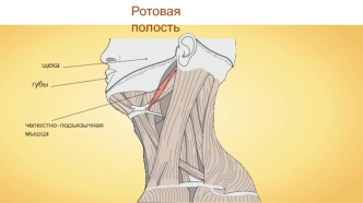 Ротовая полость