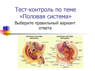 Половая система (тест)