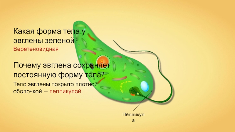 Пелликула Какая форма тела у эвглены зеленой? Веретеновидная Почему эвглена сохраняет постоянную