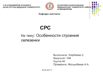 Особенности строения селезенки