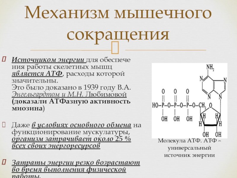 Источник энергии для мышечного сокращения