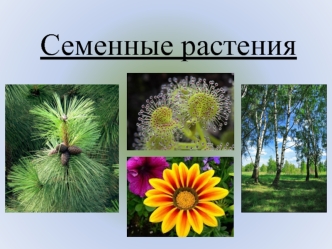 Семенные растения