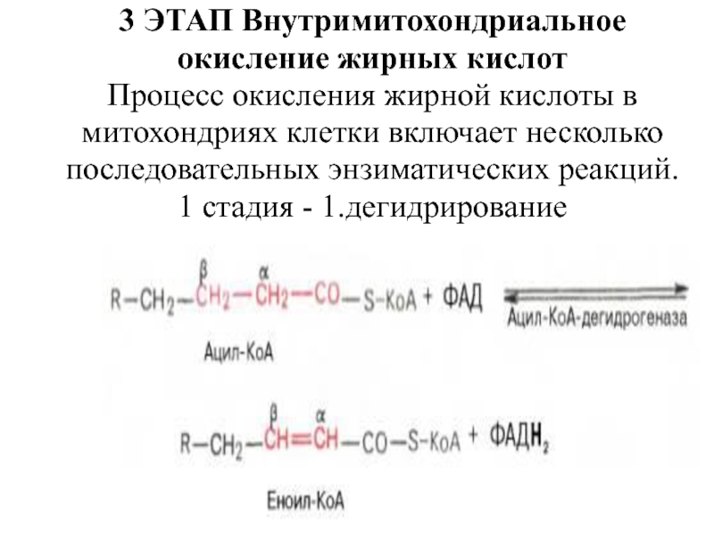 Дегидрирование кислоты. Этапы окисления жирных кислот. Внутримитохондриальное окисление жирных кислот.. Окисление жирных кислот в митохондриях. Дегидрирование ацил-КОА.