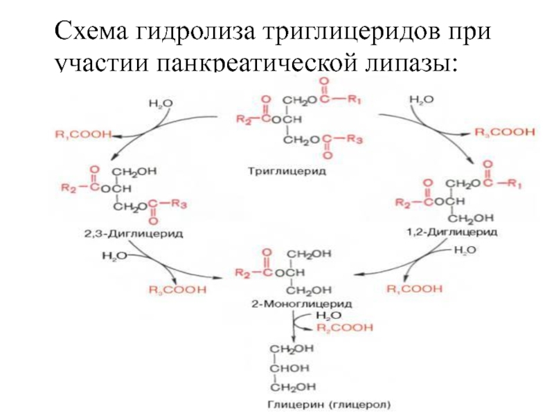 Схема синтеза триглицеридов