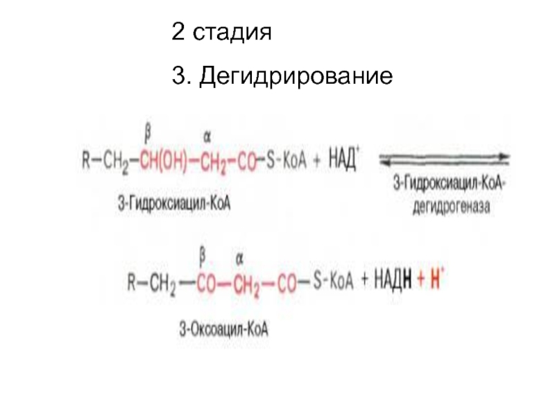 Дегидрирование кислоты. Дегидрирование ацетил КОА. Дегидрирование углеводов. Вторая стадия дегидрирования. Дегидрирование лактата.