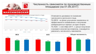 Агропромышленный комплекс Максимовский. Численность свиноматок по производственным площадкам