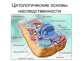 Цитологические основы наследственности