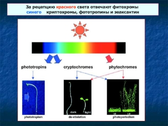 Фотообращаемые эффекты фитохромов