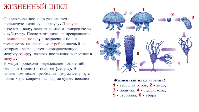 Цикл развития медузы рисунок с подписями