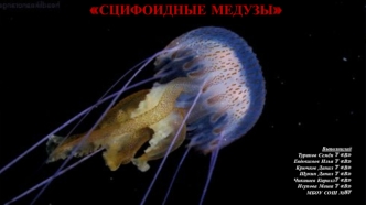 Сцифоидные медузы