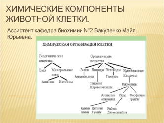 Химические компоненты животной клетки