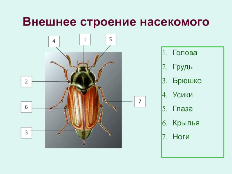 Майский жук рисунок по биологии