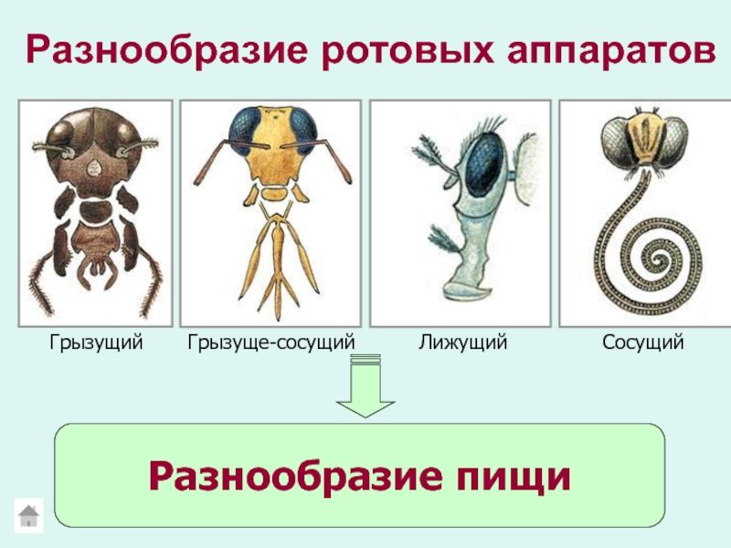 Схема ротовых аппаратов насекомых