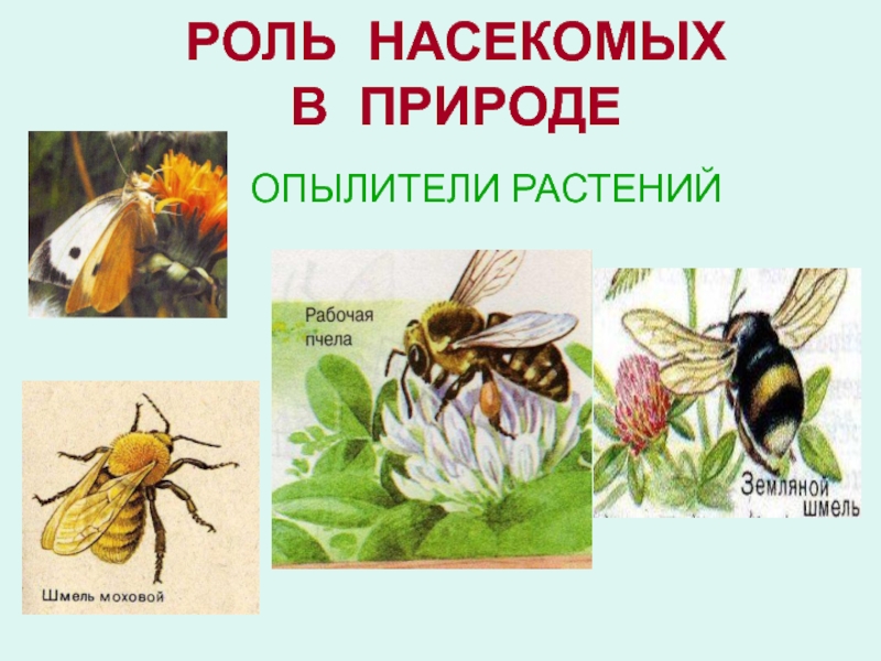 Насекомые в жизни человека. Роль насекомых в природе. Значение насекомых в жизни человека. Функции насекомых в природе. Какую роль играют насекомые в природе.