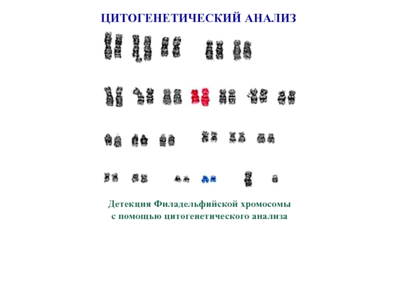 Цитогенетический метод картинки