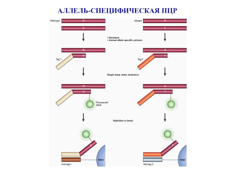 Аллель заболевания. Аллель специфичная ПЦР суть,этапы,применение метода. Аллель специфическая ПЦР. Аллель специфичная лигазная реакция. Метод аллель-специфических олигонуклеотидов.
