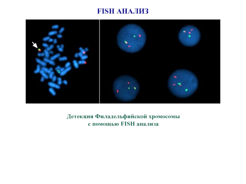 Fish method. Молекулярно цитогенетическое исследование Fish метод. Метод Фиш генетика. Fish анализ. Fish метод.