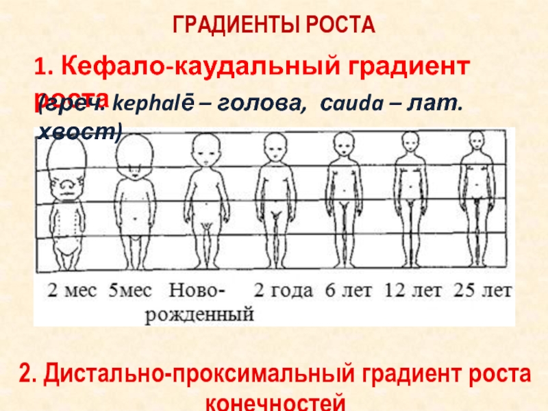 Рост в 1.3