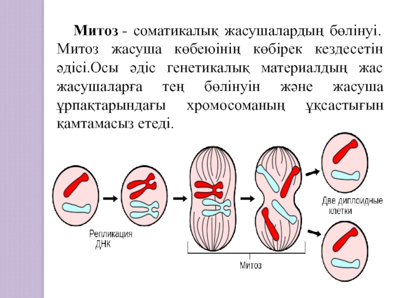 Презентация на тему митоз 10 класс