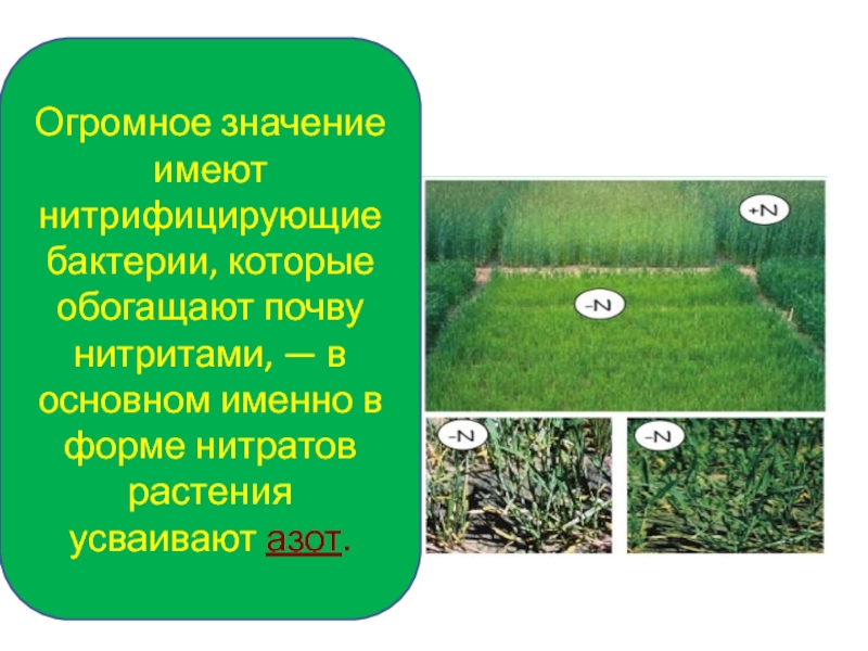 Обогащает почву азотом