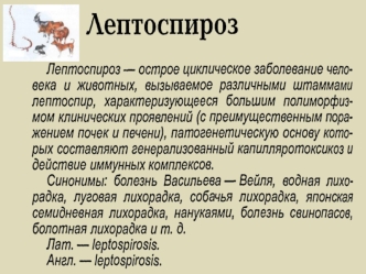 Лептоспира. Род грамотрицательных спиралевидных бактерий класса спирохет. Поражение человека и животных