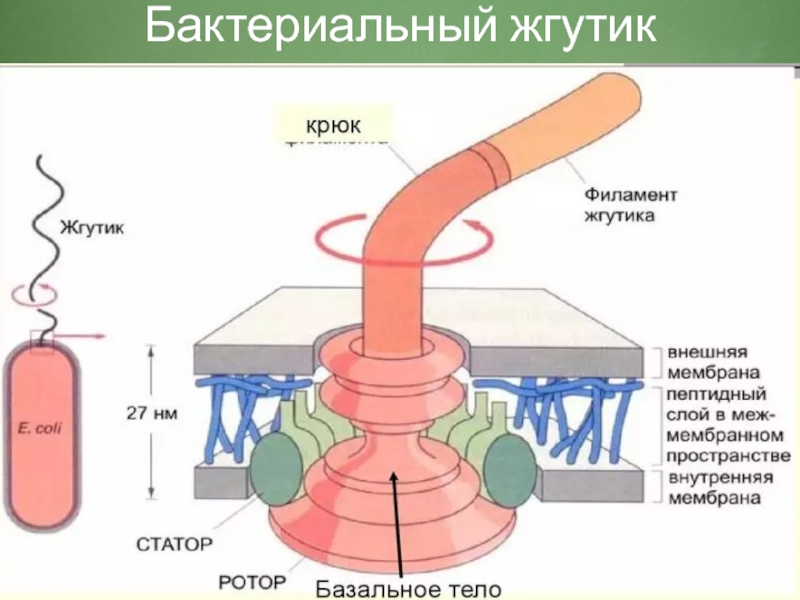 Жгутики. Схема строения 