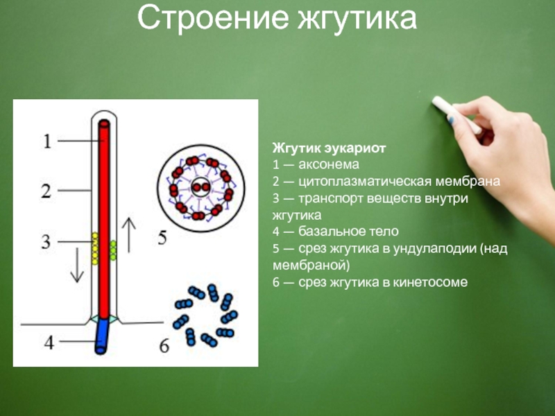 Реснички и жгутики эукариот