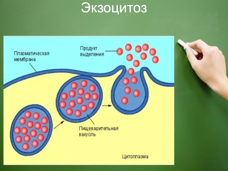 Экзоцитоз осуществляется