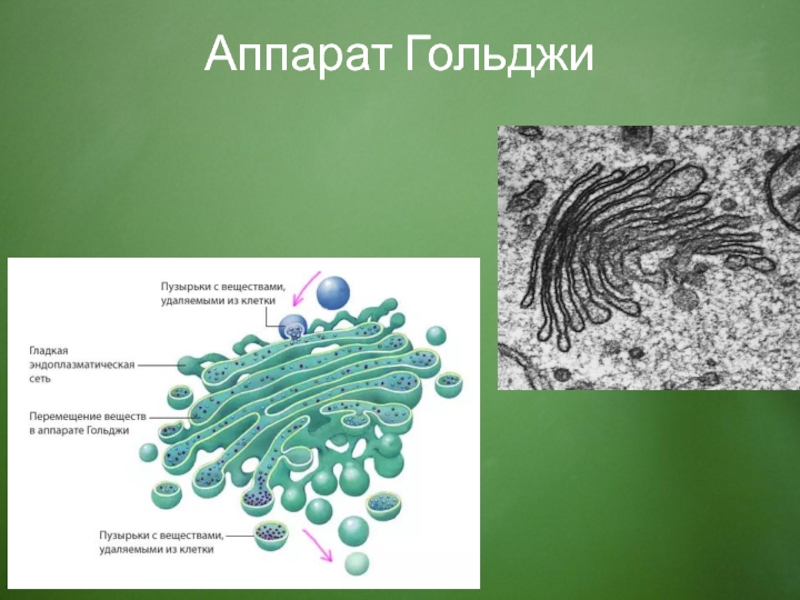 Цис гольджи. Гольджи аппарат 10 класс строение. Комплекс Гольджи строение. Аппарат Гольджи и эндоплазматическая сеть функции.