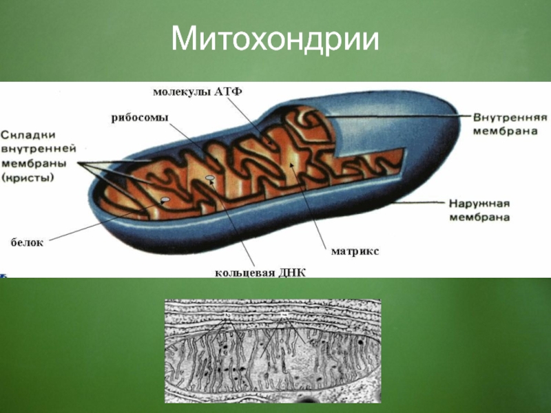 Строение митохондрии рисунок. Митохондрии рисунок. Митохондрии строение и функции. Строение митохондрии ЕГЭ. Складки внутренней мембраны митохондрий.