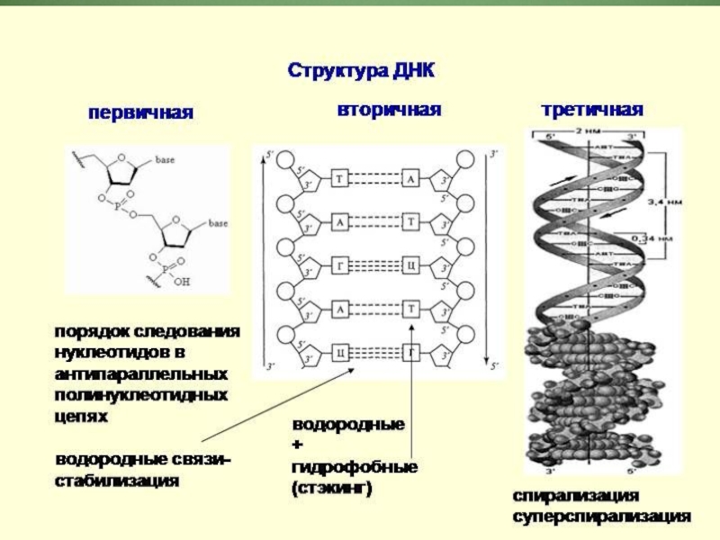 Схема соединения нескольких нуклеотидов в цепь первичная структура