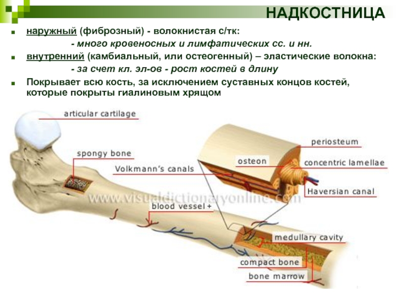 Надкостница зуба строение фото