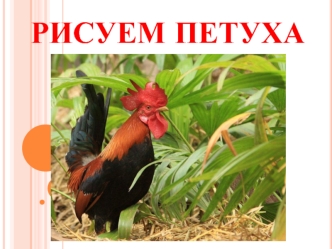 Рисуем петуха