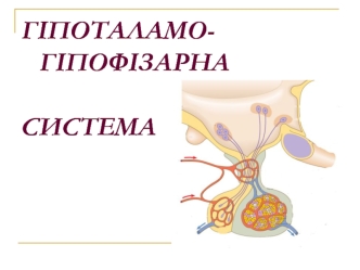 Гіпоталамо- гіпофізарна система