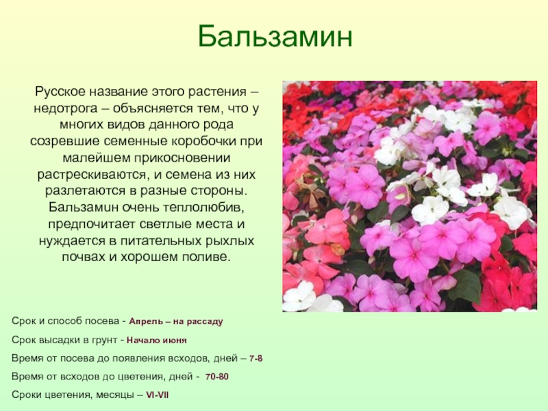 Бальзамин цветок фото и описание