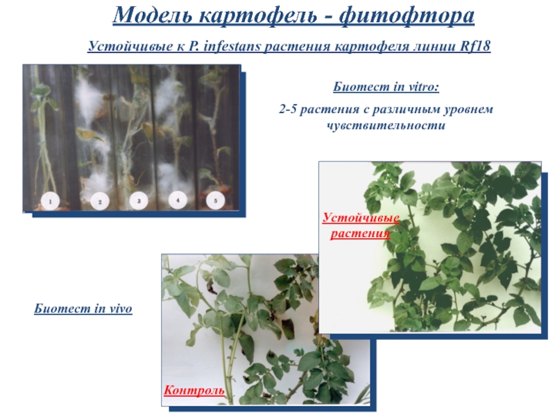 Селекция картофеля презентация