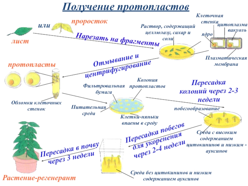 Общая схема получения культуры тканей не включает стадию