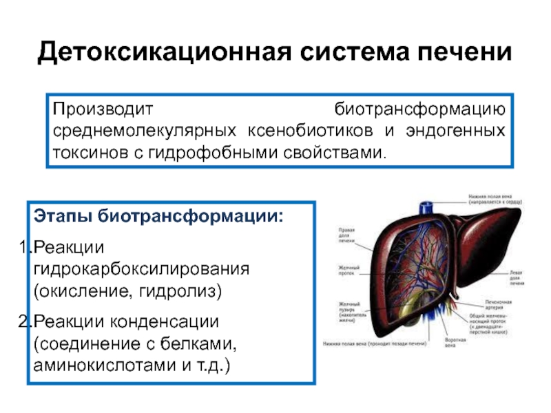 Изготовить печень. Детоксикационная функция печени биохимия. Детоксикационная функция печени. Детоксикационная функция печени как оценить. Укажите роль печени в биотрансформации лс.