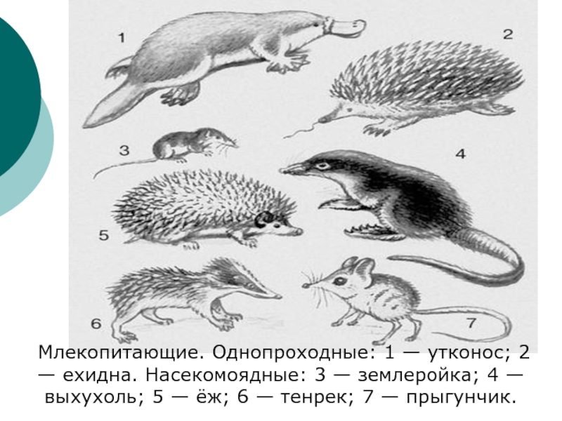 Отряды млекопитающих схема