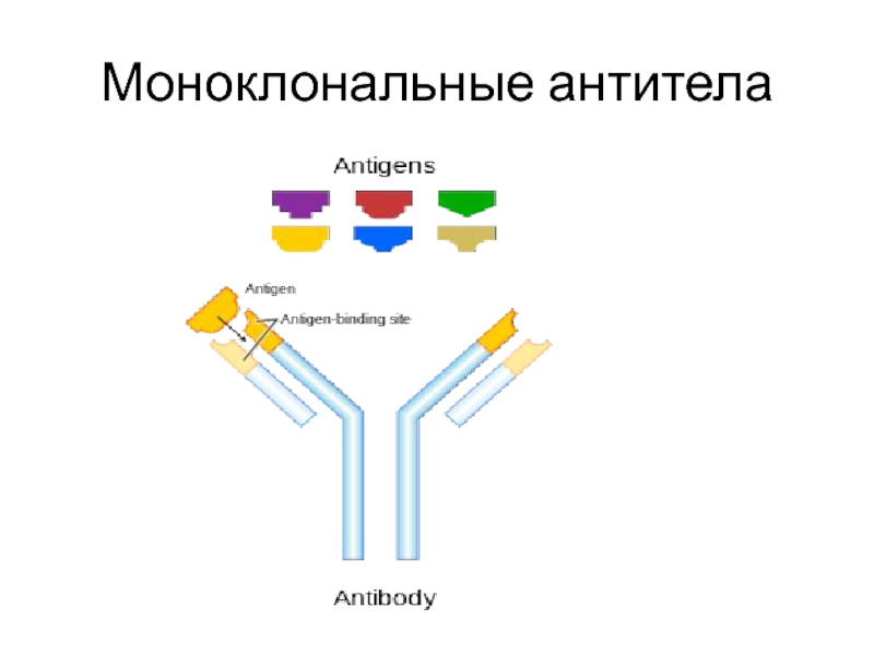 Значение моноклональных антител презентация