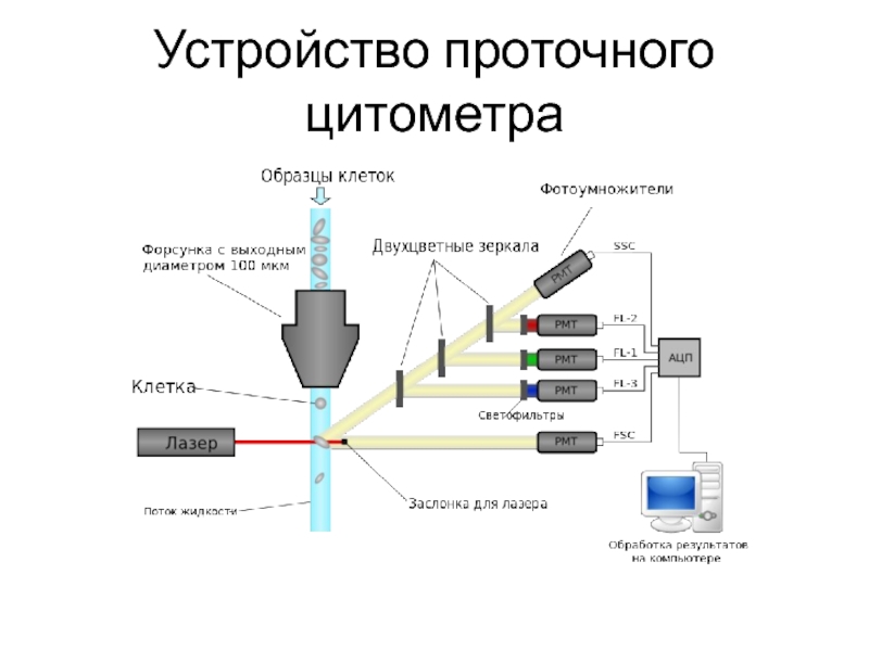 Схема подсчета лимфоцитов разных популяций с помощью проточного цитофлюориметра иммунология