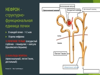 Мечевыделительная система